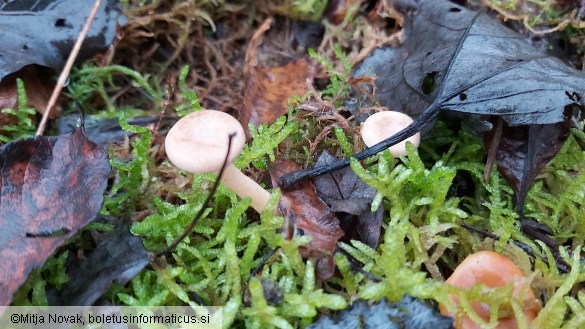 Lactarius glyciosmus