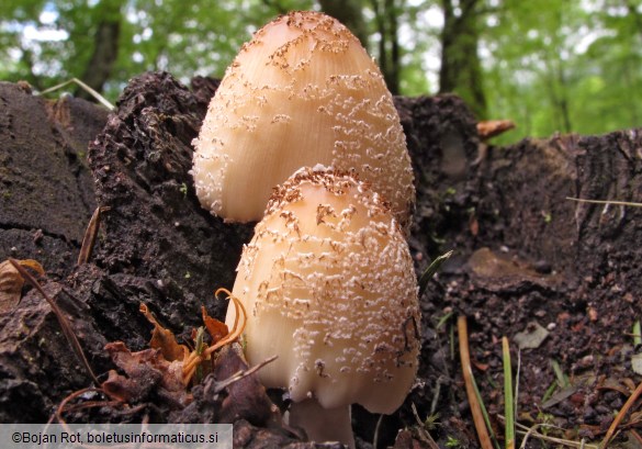 Coprinellus domesticus