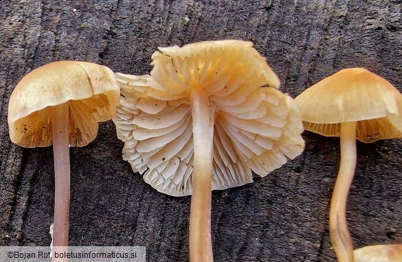 Atheniella leptophylla