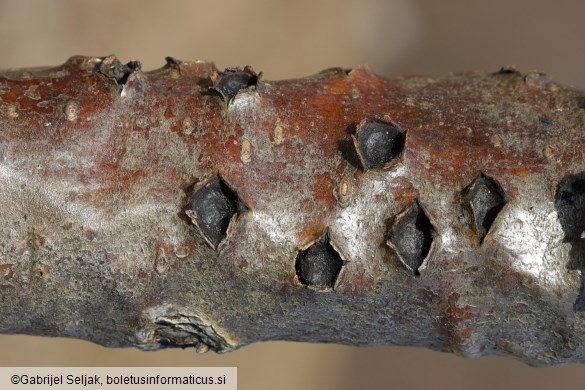Biscogniauxia marginata