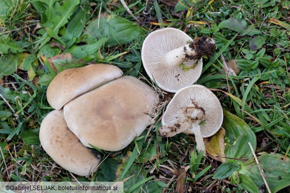 Lepista panaeolus