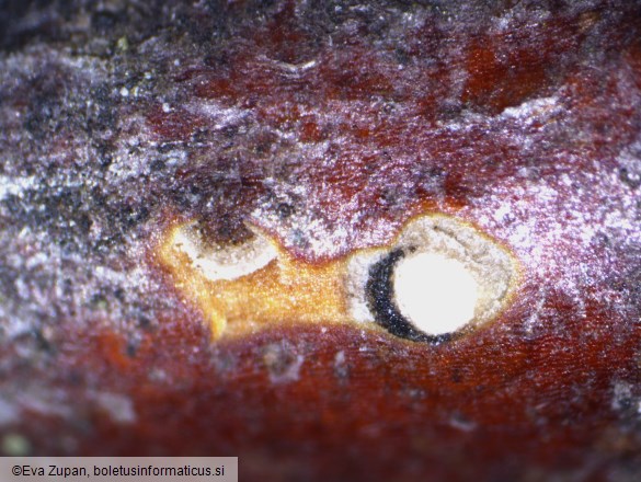 Neomelanconium gelatosporum