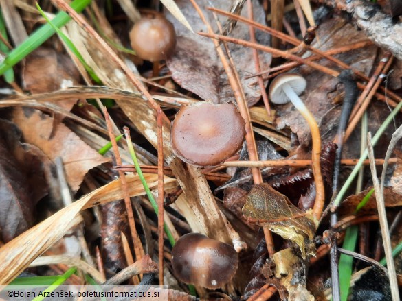 Strobilurus tenacellus