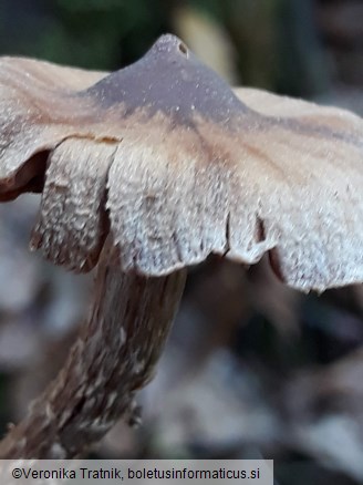 Cortinarius flexipes