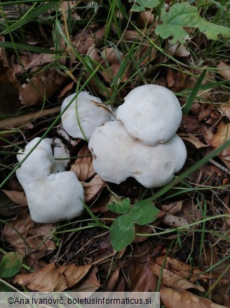 Lyophyllum connatum