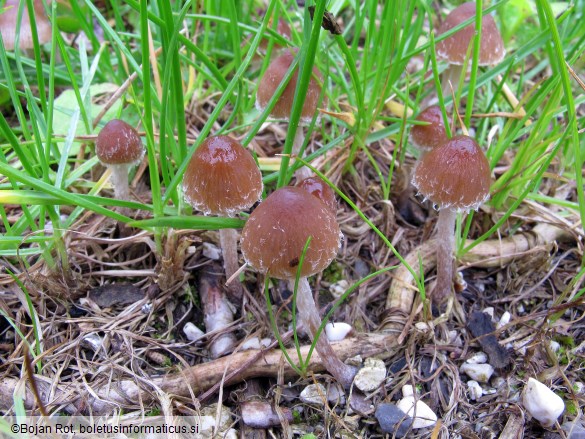 Psathyrella microrhiza