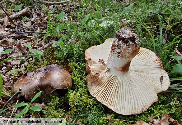 Russula nigricans