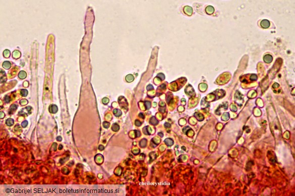 Mycena aetites