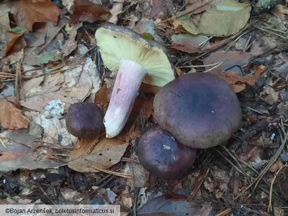 Russula sardonia