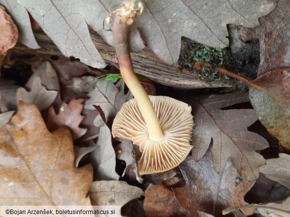 Collybiopsis peronata