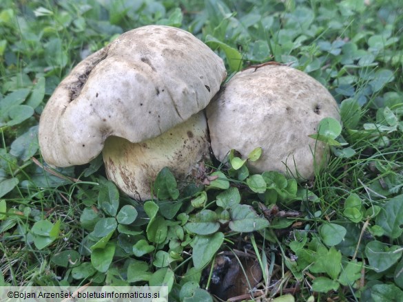 Caloboletus radicans