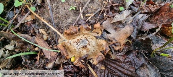 Geastrum saccatum var. saccatum