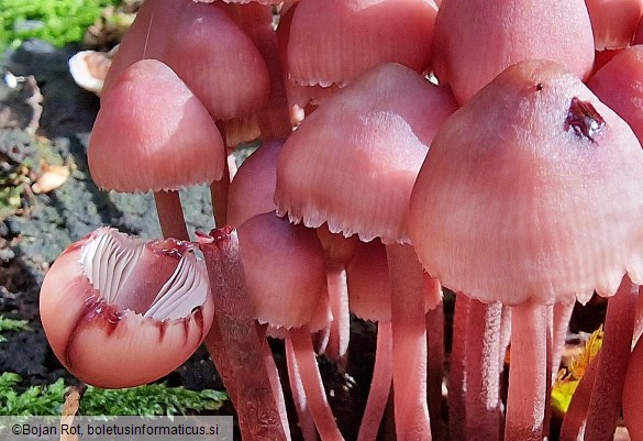 Mycena haematopus