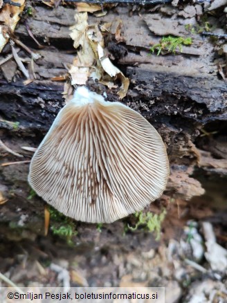 Crepidotus malachius