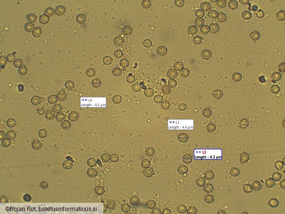 Lycoperdon lividum