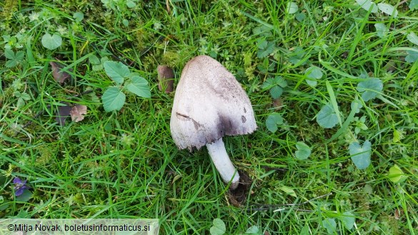 Coprinopsis atramentaria