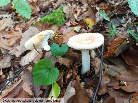 Russula veternosa