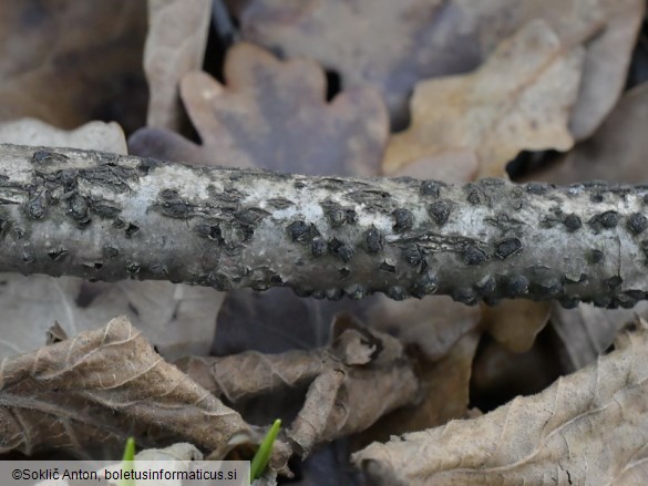 Diatrypella quercina
