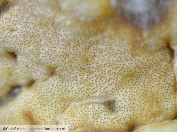 Trichoderma citrinum