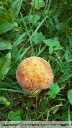 Suillellus luridus