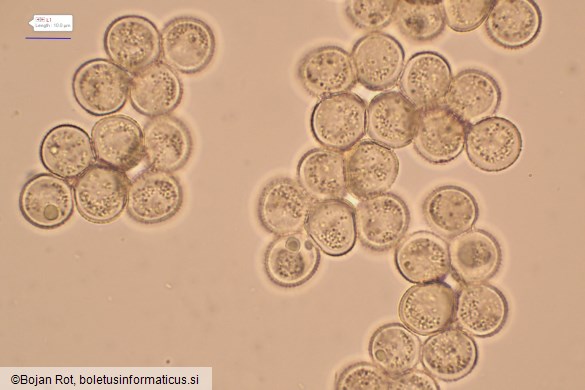 Trichia varia