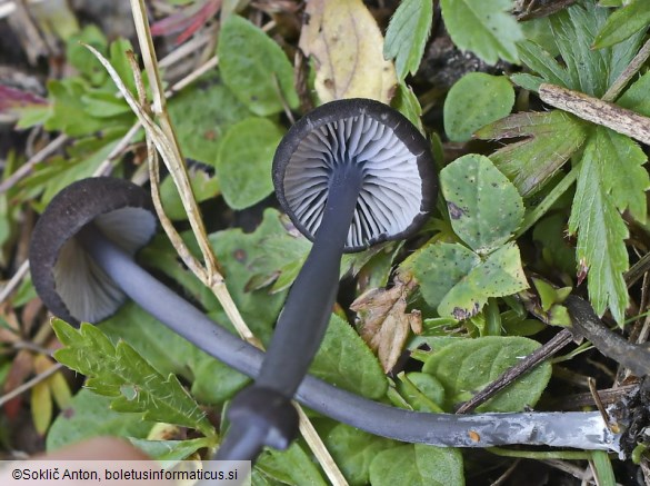 Entoloma chalybeum