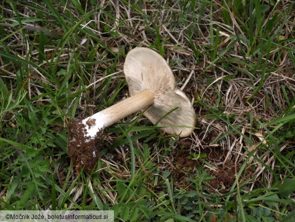 Melanoleuca exscissa