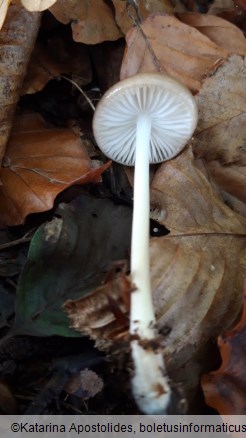 Xerula radicata