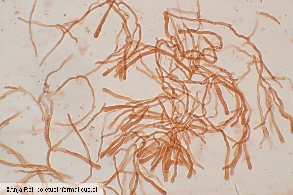 Dacrymyces capitatus