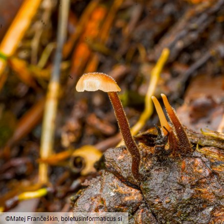 Auriscalpium vulgare