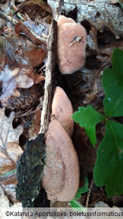 Hapalopilus nidulans
