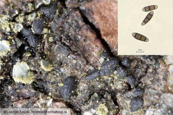Hysterium pulicare
