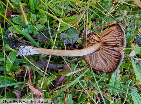 Entoloma sericeum