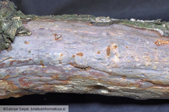 Vuilleminia comedens