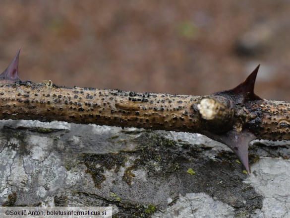 Diaporthe oncostoma