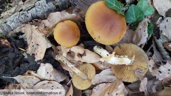 Conocybe aporos
