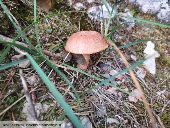 Suillus tridentinus