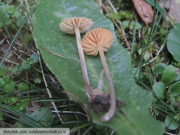 Galerina graminea