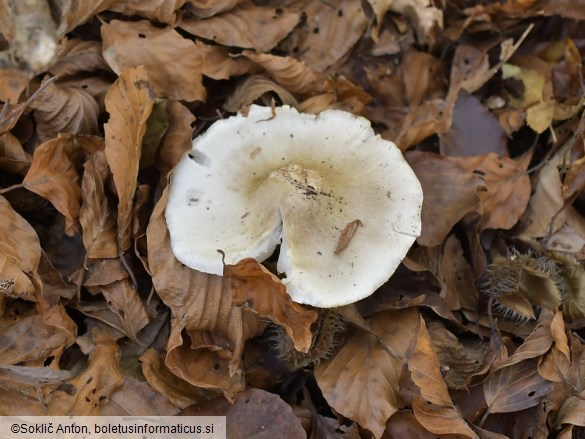 Tricholoma umbonatum