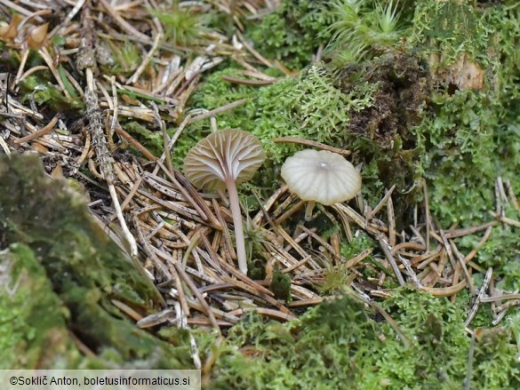 Lichenomphalia umbellifera