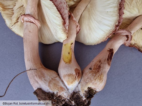 Leucoagaricus americanus