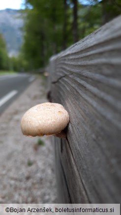 Neolentinus lepideus