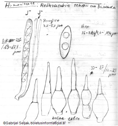 Anthracobia rehmii