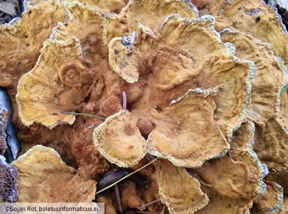 Onnia tomentosa