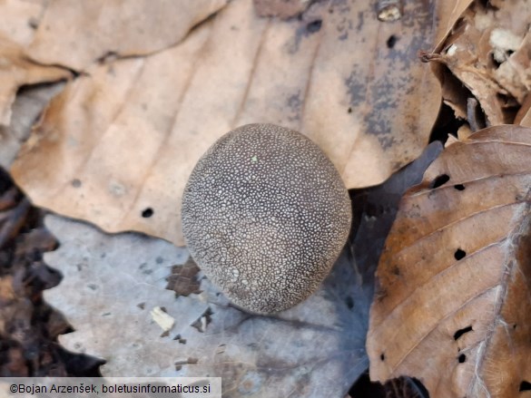 Elaphomyces granulatus