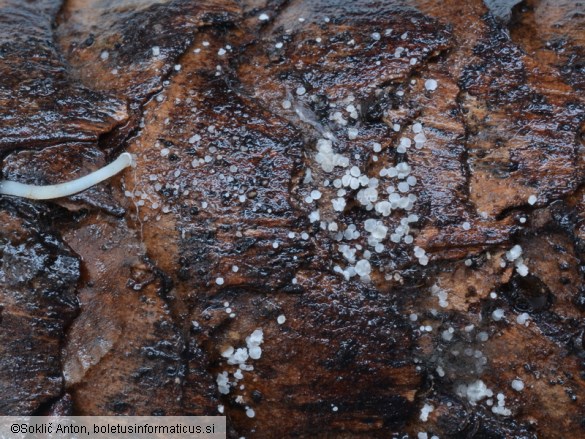 Hamatocanthoscypha laricionis