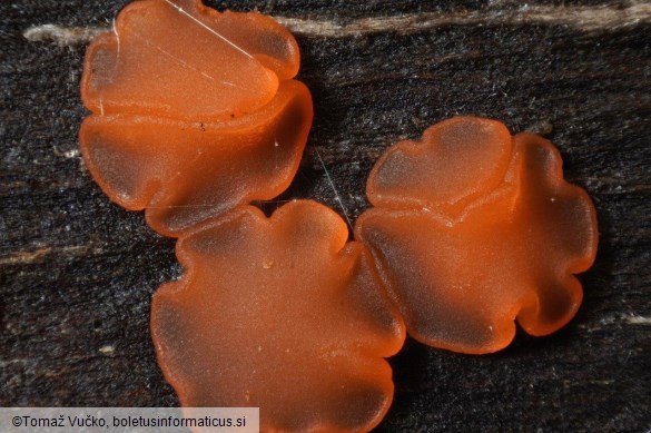 Orbilia aurantiorubra