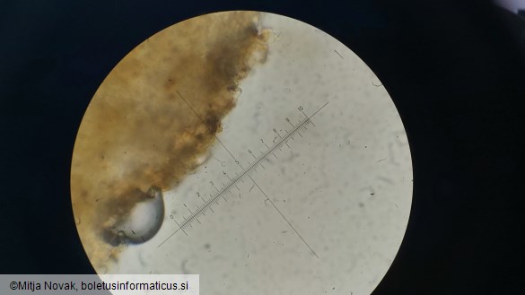 Conocybe macrocephala