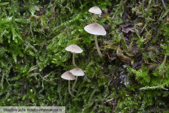 Mycena hiemalis