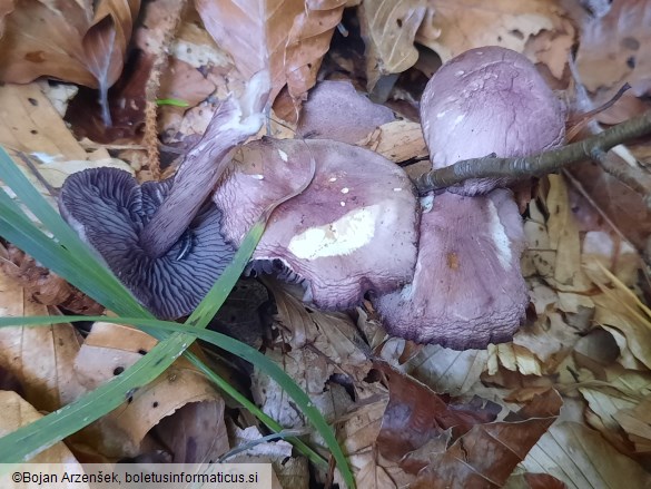 Mycena pelianthina